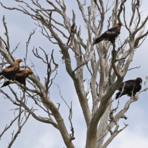 Aquila audax at Paddys River, ACT - 1 Feb 2022 03:23 PM