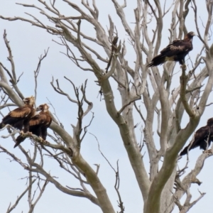 Aquila audax at Paddys River, ACT - 1 Feb 2022 03:23 PM