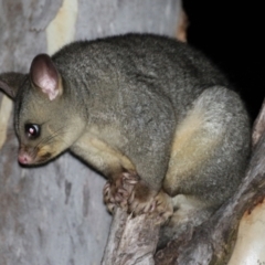 Trichosurus vulpecula (Common Brushtail Possum) at Macarthur, ACT - 1 Feb 2022 by RodDeb