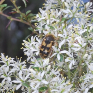 Clithria eucnemis at Tennent, ACT - 31 Jan 2022 03:02 PM