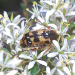 Clithria eucnemis at Tennent, ACT - 31 Jan 2022 03:02 PM