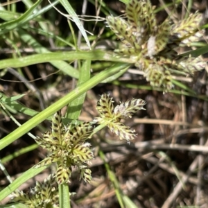 Cyperus sanguinolentus at Mount Clear, ACT - 28 Jan 2022