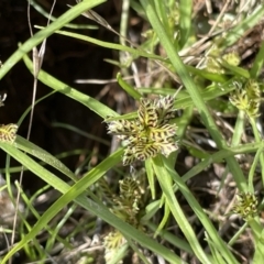 Cyperus sanguinolentus at Mount Clear, ACT - 28 Jan 2022