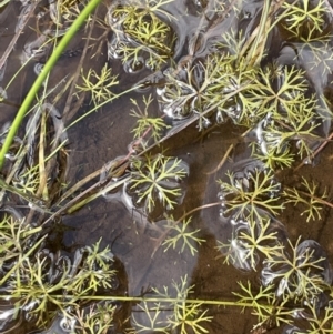 Ranunculus inundatus at Mount Clear, ACT - 28 Jan 2022 02:45 PM