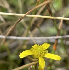 Ranunculus inundatus at Mount Clear, ACT - 28 Jan 2022