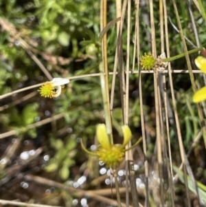 Ranunculus inundatus at Mount Clear, ACT - 28 Jan 2022 02:45 PM