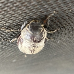 Unverified Beetle (Coleoptera) at Mutchilba, QLD - 3 Feb 2022 by Tiina