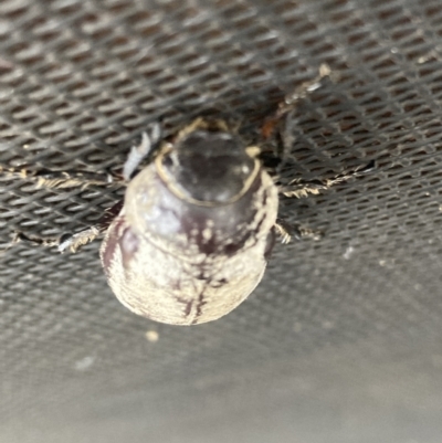 Unverified Beetle (Coleoptera) at Mutchilba, QLD - 3 Feb 2022 by Tiina