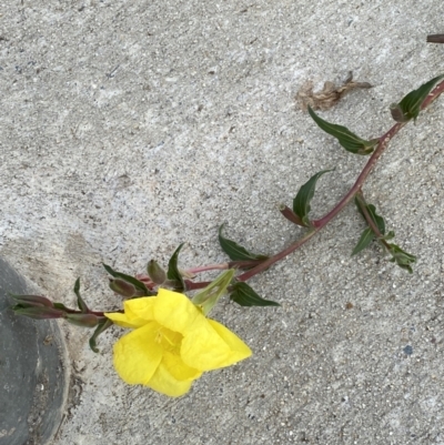 Oenothera indecora subsp. bonariensis (Small-flower Evening Primrose) at Jerrabomberra, NSW - 3 Feb 2022 by SteveBorkowskis