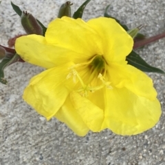 Oenothera indecora subsp. bonariensis at Jerrabomberra, NSW - 3 Feb 2022