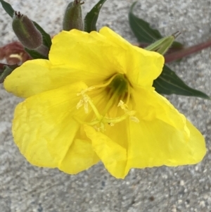 Oenothera indecora subsp. bonariensis at Jerrabomberra, NSW - 3 Feb 2022