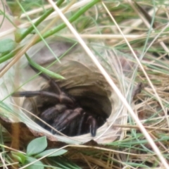 Arbanitis sp. (genus) (An armoured trapdoor spider) at Cotter River, ACT - 1 Feb 2022 by Christine