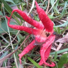 Clathrus archeri (Seastar Stinkhorn) at Namadgi National Park - 1 Feb 2022 by Christine