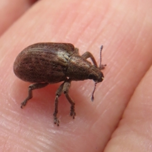 Gonipterus sp. (genus) at Cotter River, ACT - 1 Feb 2022