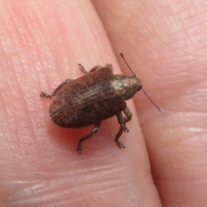 Gonipterus sp. (genus) at Cotter River, ACT - 1 Feb 2022