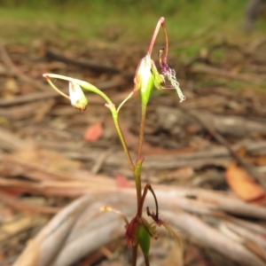 Thynninorchis huntianus at suppressed - suppressed