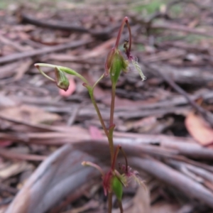 Thynninorchis huntianus at suppressed - suppressed