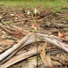 Thynninorchis huntianus at suppressed - 1 Feb 2022