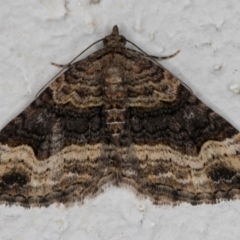 Epyaxa sodaliata (Sodaliata Moth, Clover Moth) at Melba, ACT - 21 Nov 2021 by kasiaaus