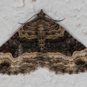 Epyaxa sodaliata at Melba, ACT - 21 Nov 2021 12:29 AM