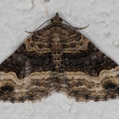 Epyaxa sodaliata (Sodaliata Moth, Clover Moth) at Melba, ACT - 21 Nov 2021 by kasiaaus