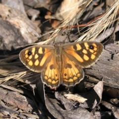 Geitoneura klugii (Marbled Xenica) at Stromlo, ACT - 2 Feb 2022 by MatthewFrawley