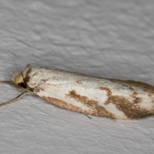 Philobota cretacea at Melba, ACT - 21 Nov 2021