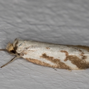 Philobota cretacea at Melba, ACT - 21 Nov 2021 11:13 AM