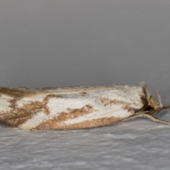 Philobota cretacea at Melba, ACT - 21 Nov 2021 11:13 AM