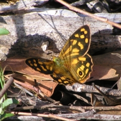Heteronympha paradelpha (Spotted Brown) at Stromlo, ACT - 3 Feb 2022 by MatthewFrawley