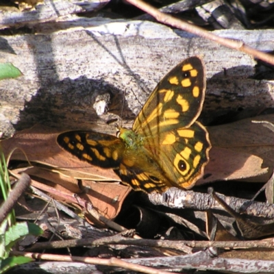 Heteronympha paradelpha (Spotted Brown) at Stromlo, ACT - 3 Feb 2022 by MatthewFrawley