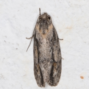 Agriophara leptosemela at Melba, ACT - 22 Nov 2021