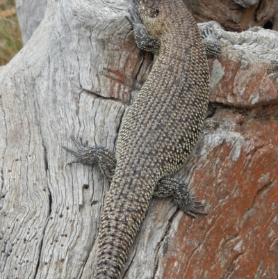 Egernia cunninghami (Cunningham's Skink) at Hackett, ACT - 11 Jan 2022 by MarkDwitz