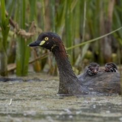 Tachybaptus novaehollandiae (Australasian Grebe) at Fyshwick, ACT - 2 Feb 2022 by trevsci