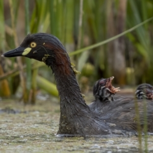 Tachybaptus novaehollandiae at Fyshwick, ACT - 2 Feb 2022