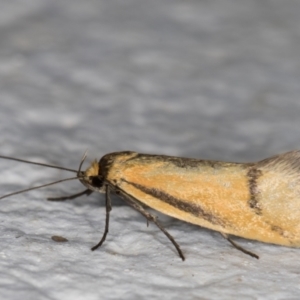 Philobota undescribed species near arabella at Melba, ACT - 22 Nov 2021