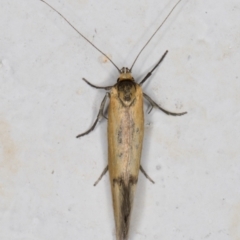 Philobota undescribed species near arabella at Melba, ACT - 22 Nov 2021