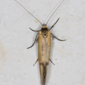 Philobota undescribed species near arabella at Melba, ACT - 22 Nov 2021