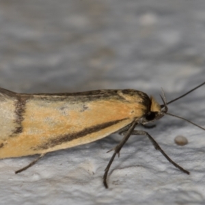 Philobota undescribed species near arabella at Melba, ACT - 22 Nov 2021