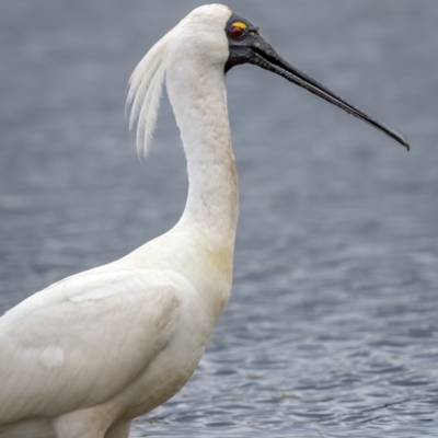 Platalea regia (Royal Spoonbill) at Fyshwick, ACT - 2 Feb 2022 by trevsci