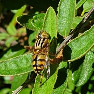 Eristalinus punctulatus (Golden Native Drone Fly) at Turner, ACT - 3 Feb 2022 by LD12