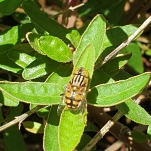 Eristalinus punctulatus at Turner, ACT - 3 Feb 2022