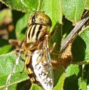 Eristalinus punctulatus at Turner, ACT - 3 Feb 2022