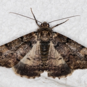 Cryphaea xylina at Melba, ACT - 22 Nov 2021