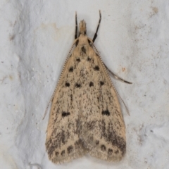 Atheropla decaspila (A concealer moth) at Melba, ACT - 22 Nov 2021 by kasiaaus