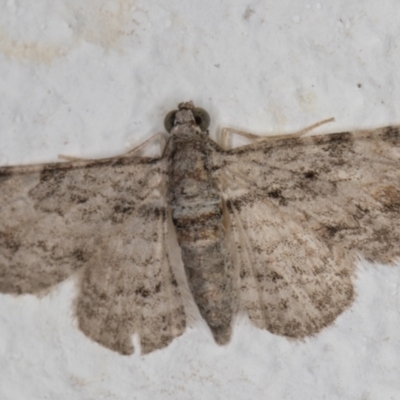 Chloroclystis insigillata (Chloroclystis insigillata) at Melba, ACT - 22 Nov 2021 by kasiaaus