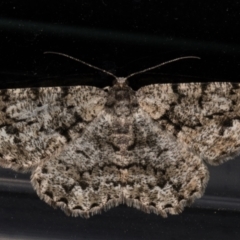 Unplaced externaria (Mahogany Bark Moth) at Melba, ACT - 23 Nov 2021 by kasiaaus