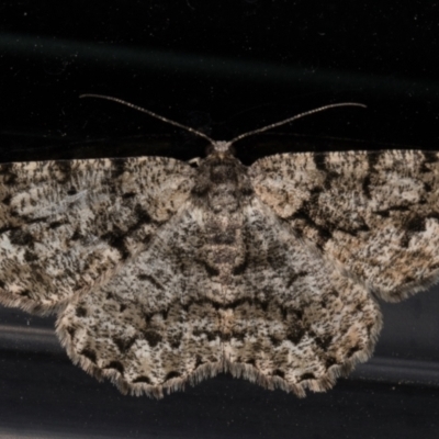 Unplaced externaria (Mahogany Bark Moth (formerly Hypomecis externaria)) at Melba, ACT - 23 Nov 2021 by kasiaaus