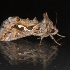 Chrysodeixis argentifera (Tobacco Looper) at Melba, ACT - 23 Nov 2021 by kasiaaus