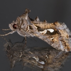 Chrysodeixis argentifera at Melba, ACT - 23 Nov 2021